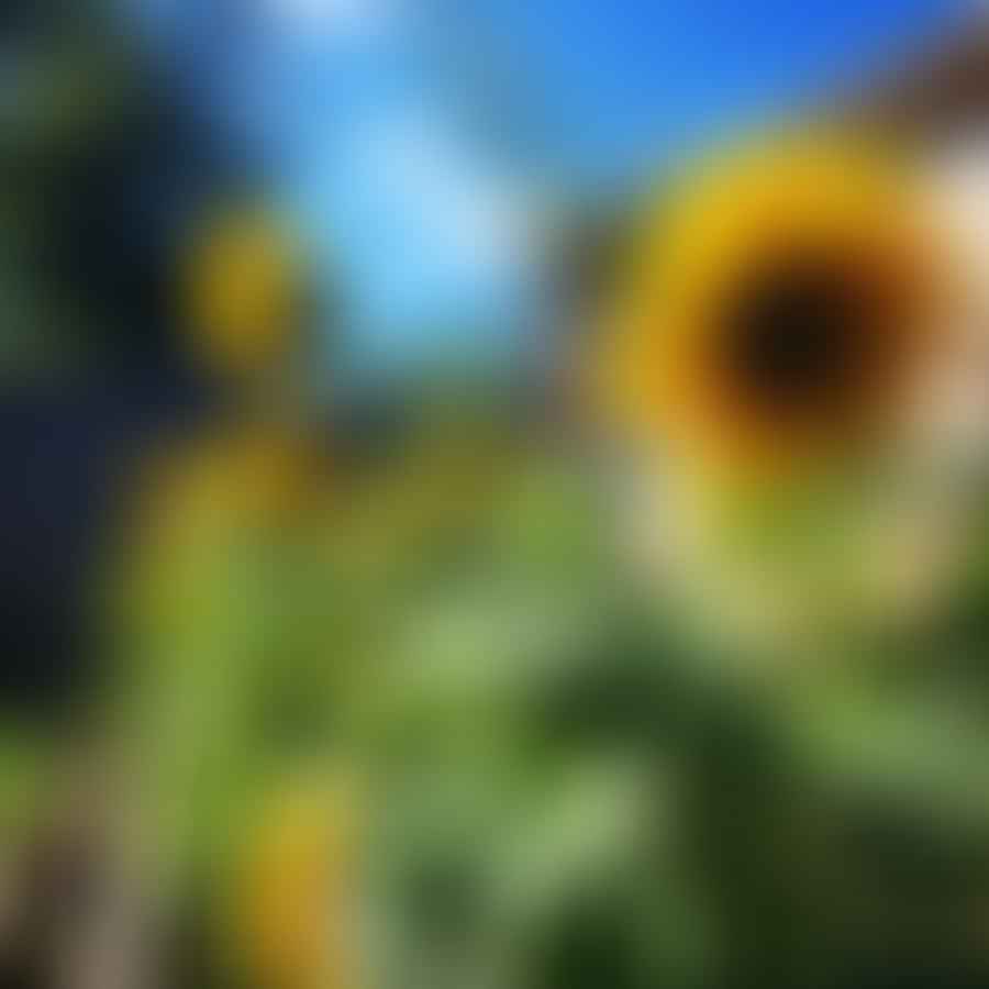 Sunflowers standing tall in a backyard