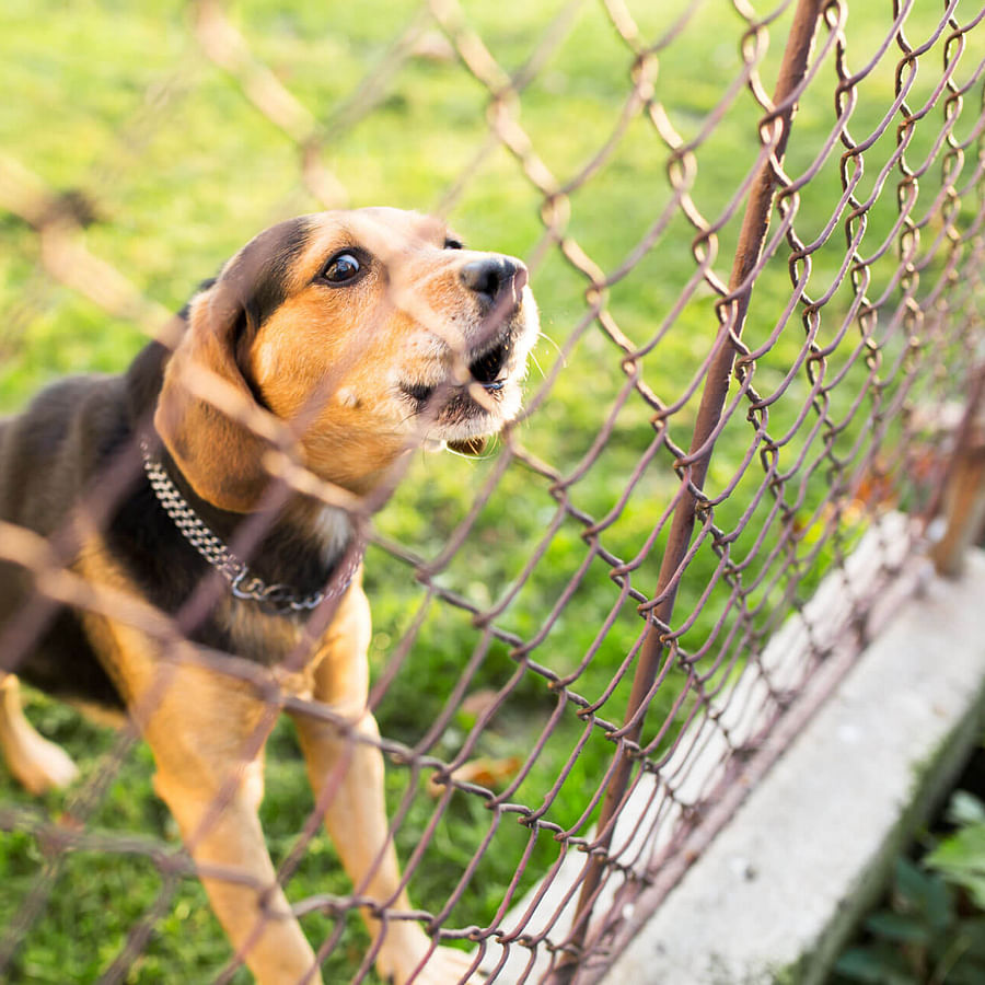 Dog-friendly wooden fence in a backyard