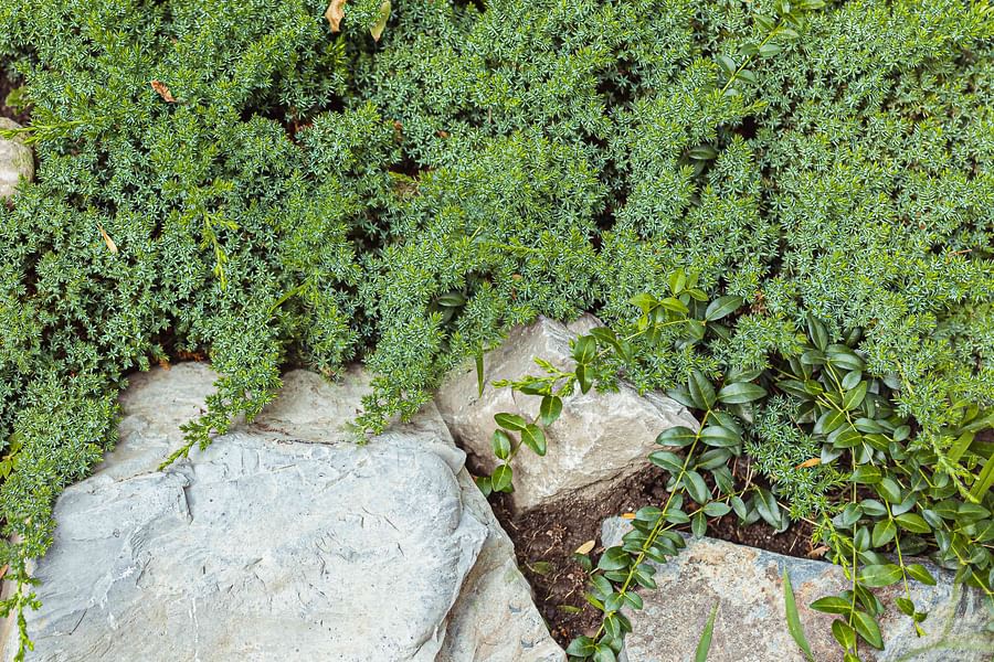Miniature Stonecrop, a hardy groundcover safe for dogs