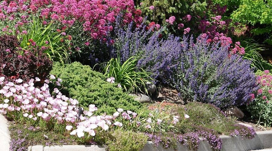 Comparison of traditional and xeriscape landscaping