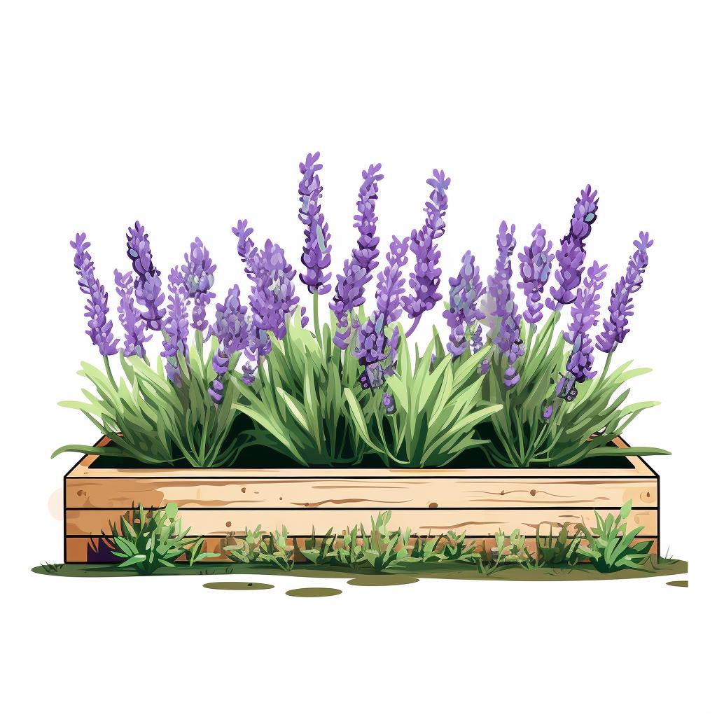 Raised garden bed with lavender plants