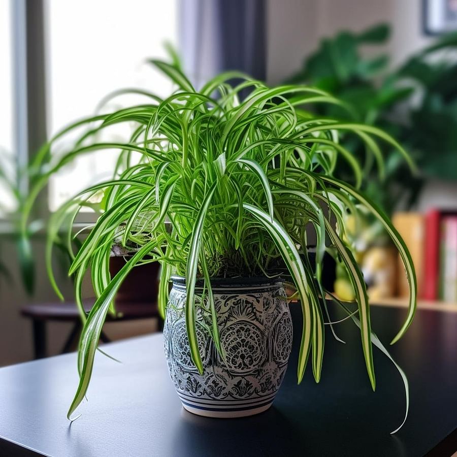 Spider plant in a container