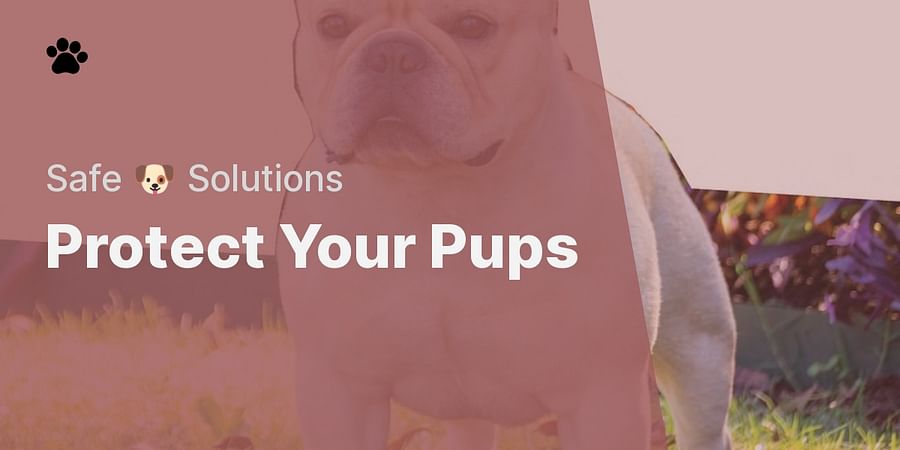 Protect Your Pups - Safe 🐶 Solutions