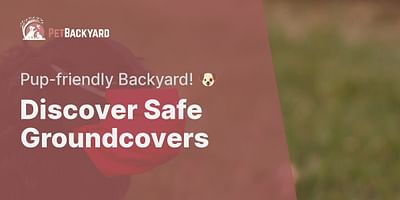 Discover Safe Groundcovers - Pup-friendly Backyard! 🐶