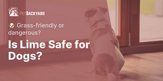 Is Lime Safe for Dogs? - 🐶 Grass-friendly or dangerous?