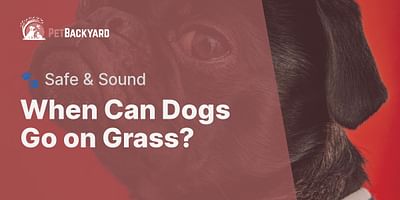 When Can Dogs Go on Grass? - 🐾 Safe & Sound