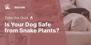 Is Your Dog Safe from Snake Plants? - Take the Quiz 🐶