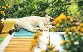 What are some cat-friendly plants for a small outdoor space?